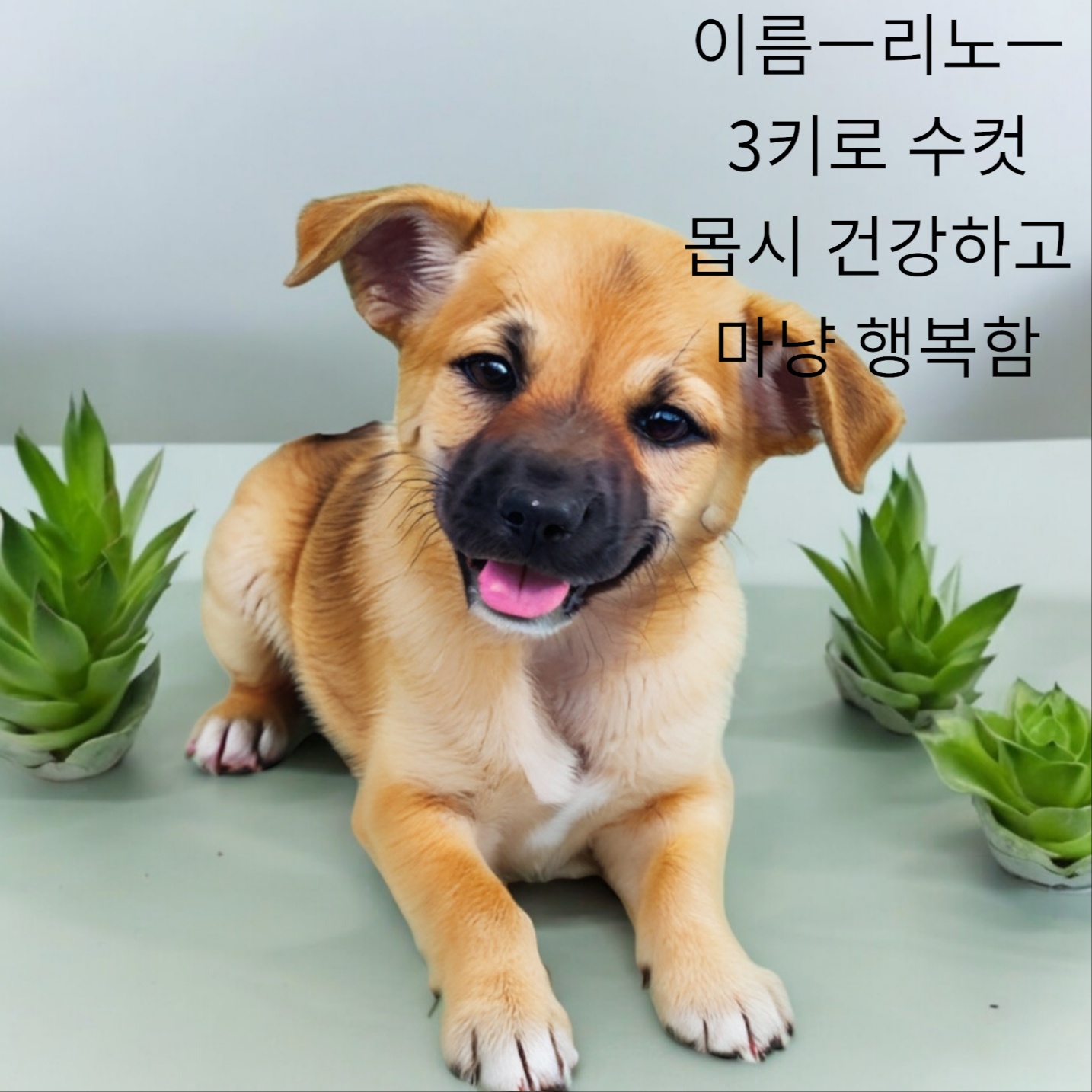 성주유기동물보호센터_447521202400291