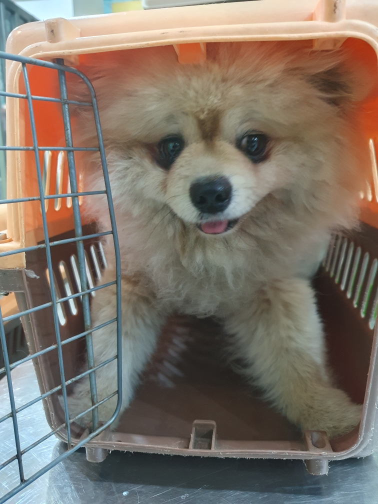 펫앤쉘터동물병원_441378202400778