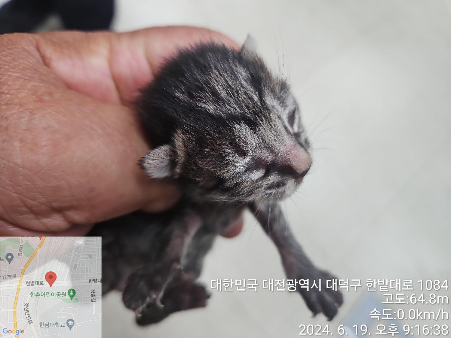 대전동물보호센터_430368202400294