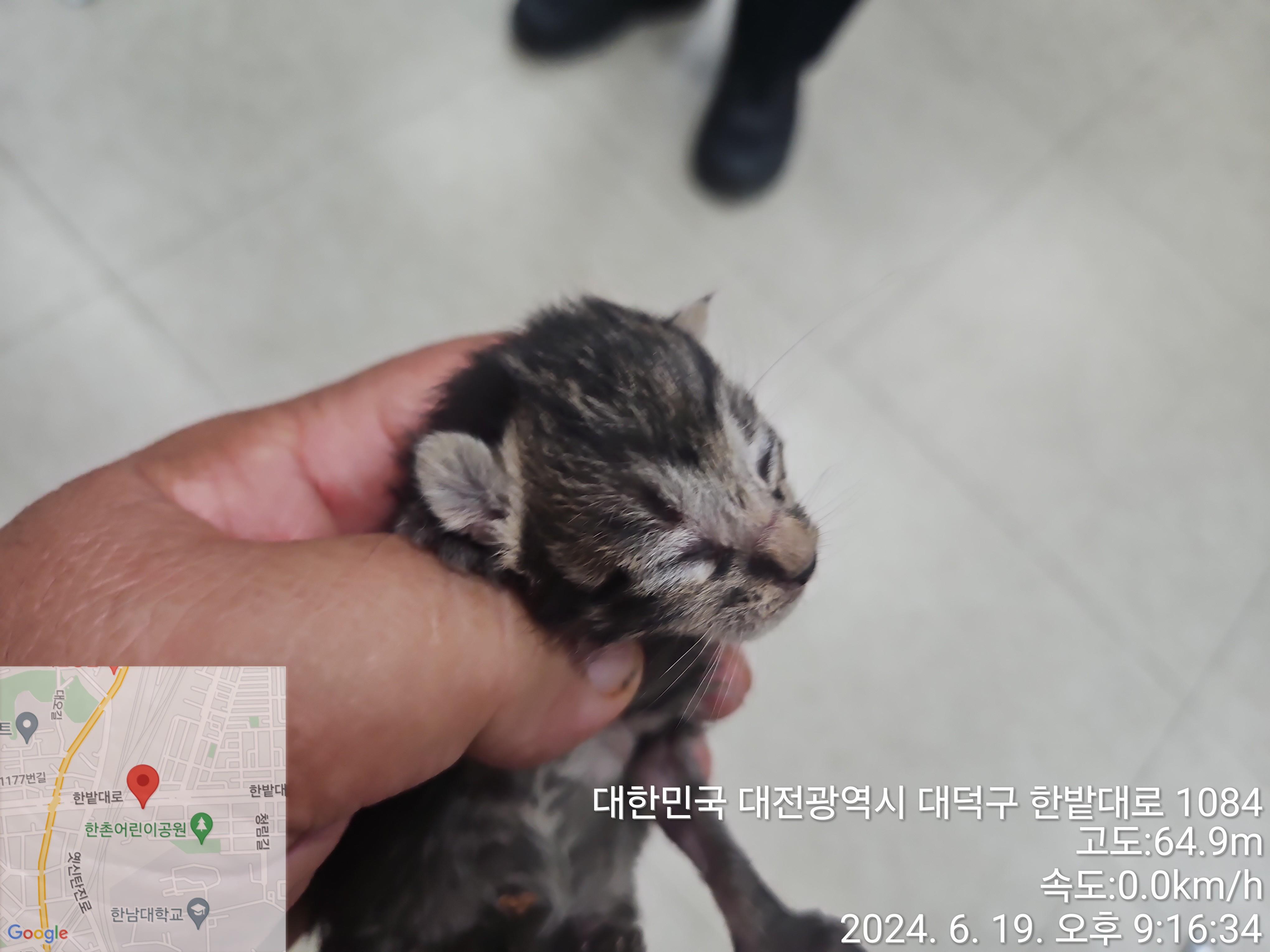 대전동물보호센터_430368202400293