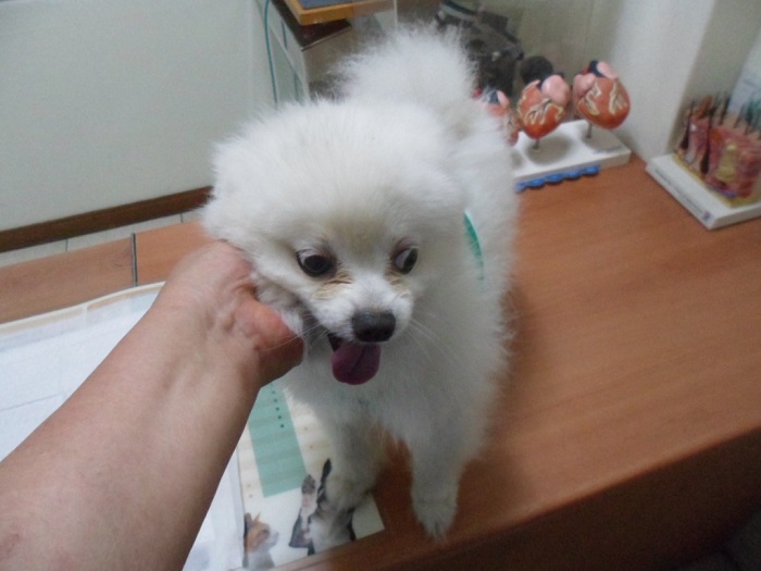 강현림동물병원_411314202400406