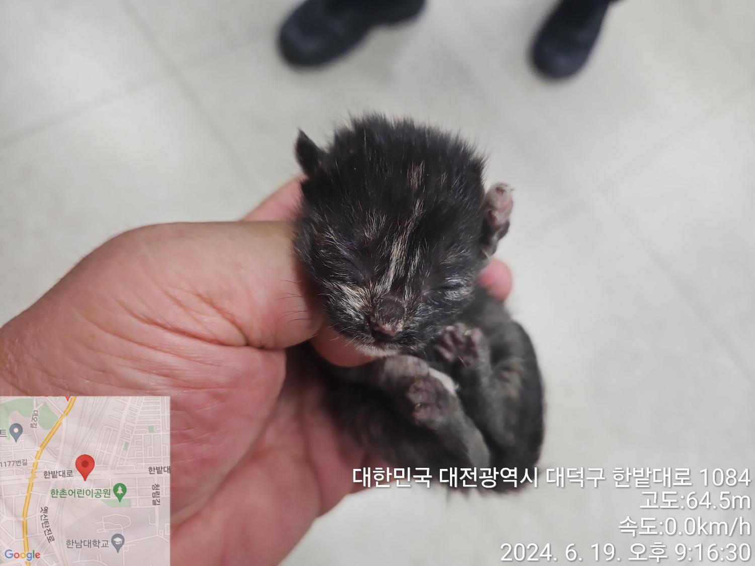 대전동물보호센터_430368202400292
