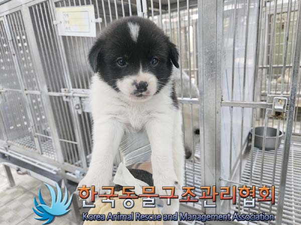 종료(입양) 믹스견…