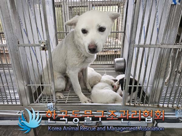 한국동물구조관리협회_441560202400657
