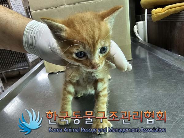 한국동물구조관리협회_441406202401095