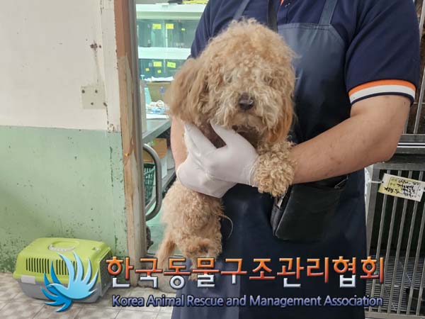 종료(자연사) 푸들…