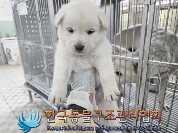 종료(자연사) 믹스…