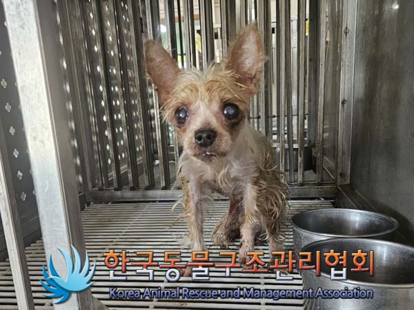 종료(자연사) 요크…