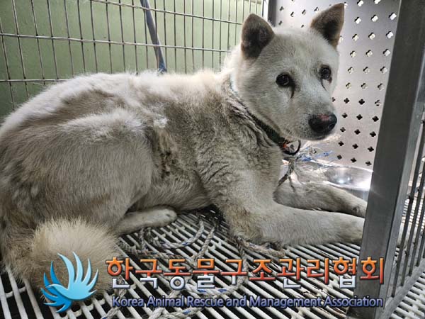 한국동물구조관리협회_441560202400663