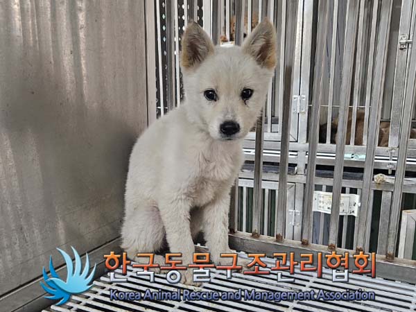 한국동물구조관리협회_411309202400196