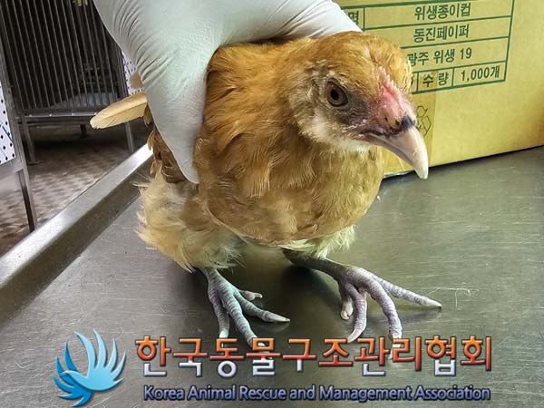 한국동물구조관리협회_411303202400250