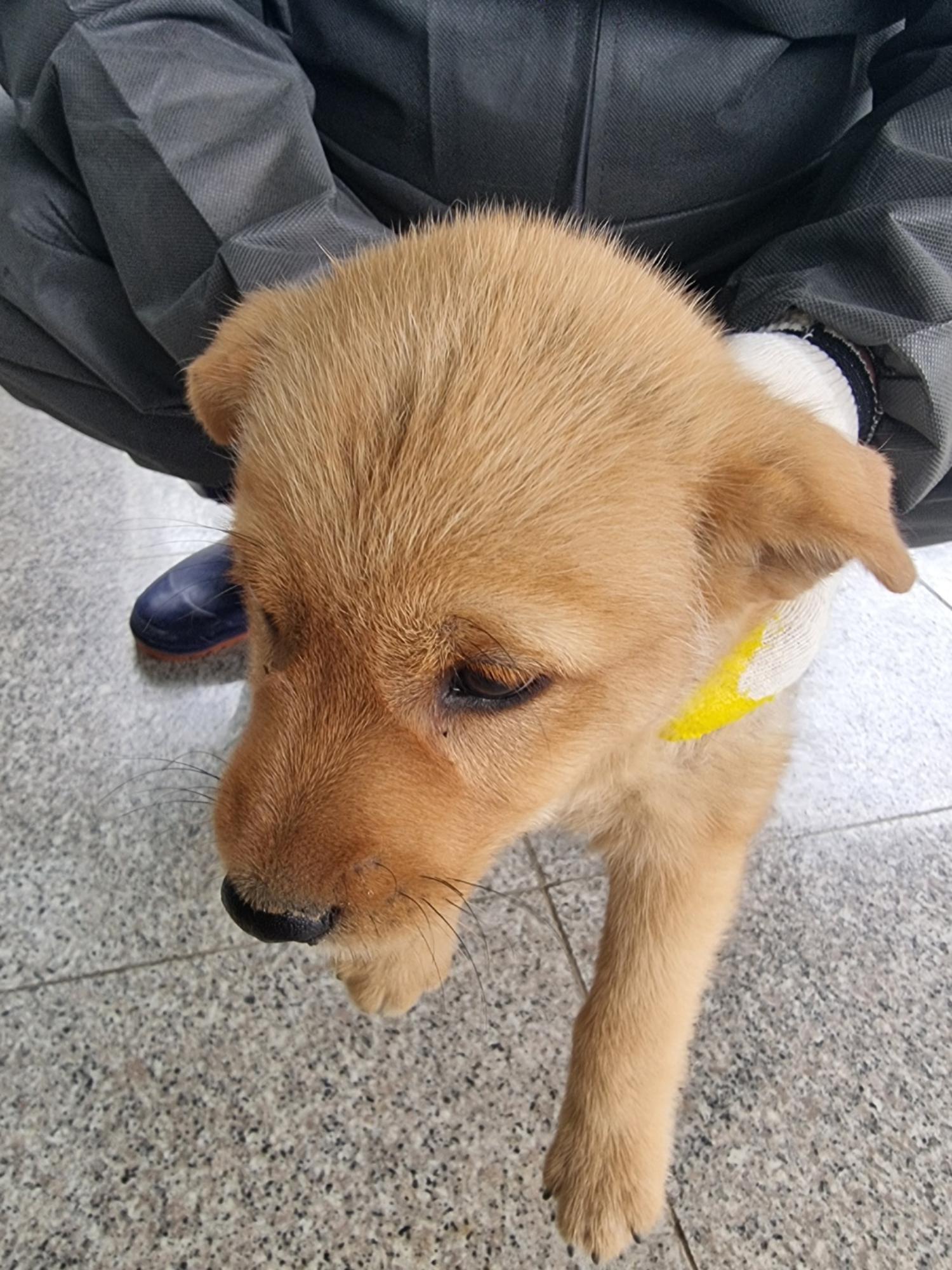 구미시 동물보호센터_447508202400740