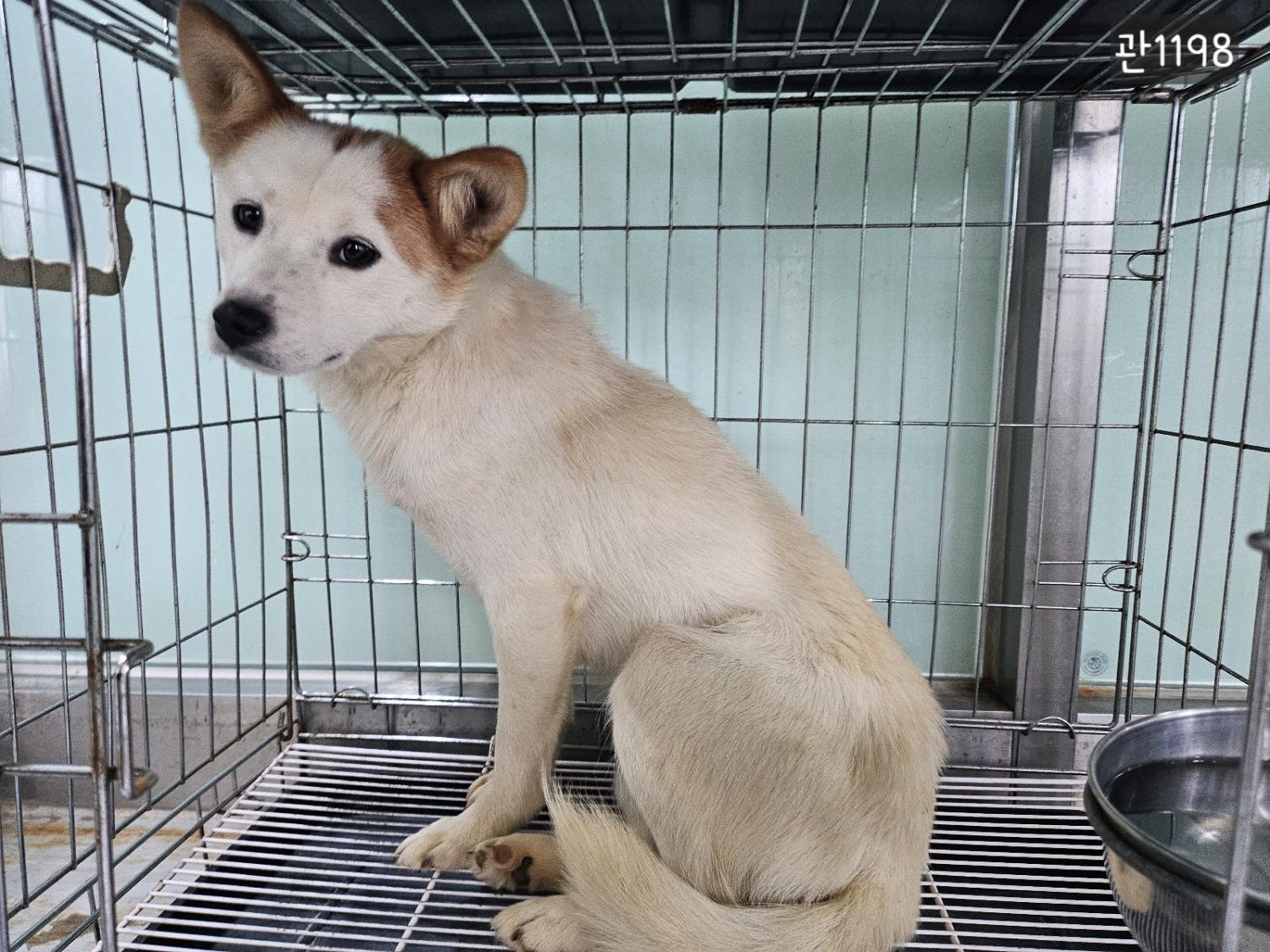 고양시동물보호센터_441394202401198