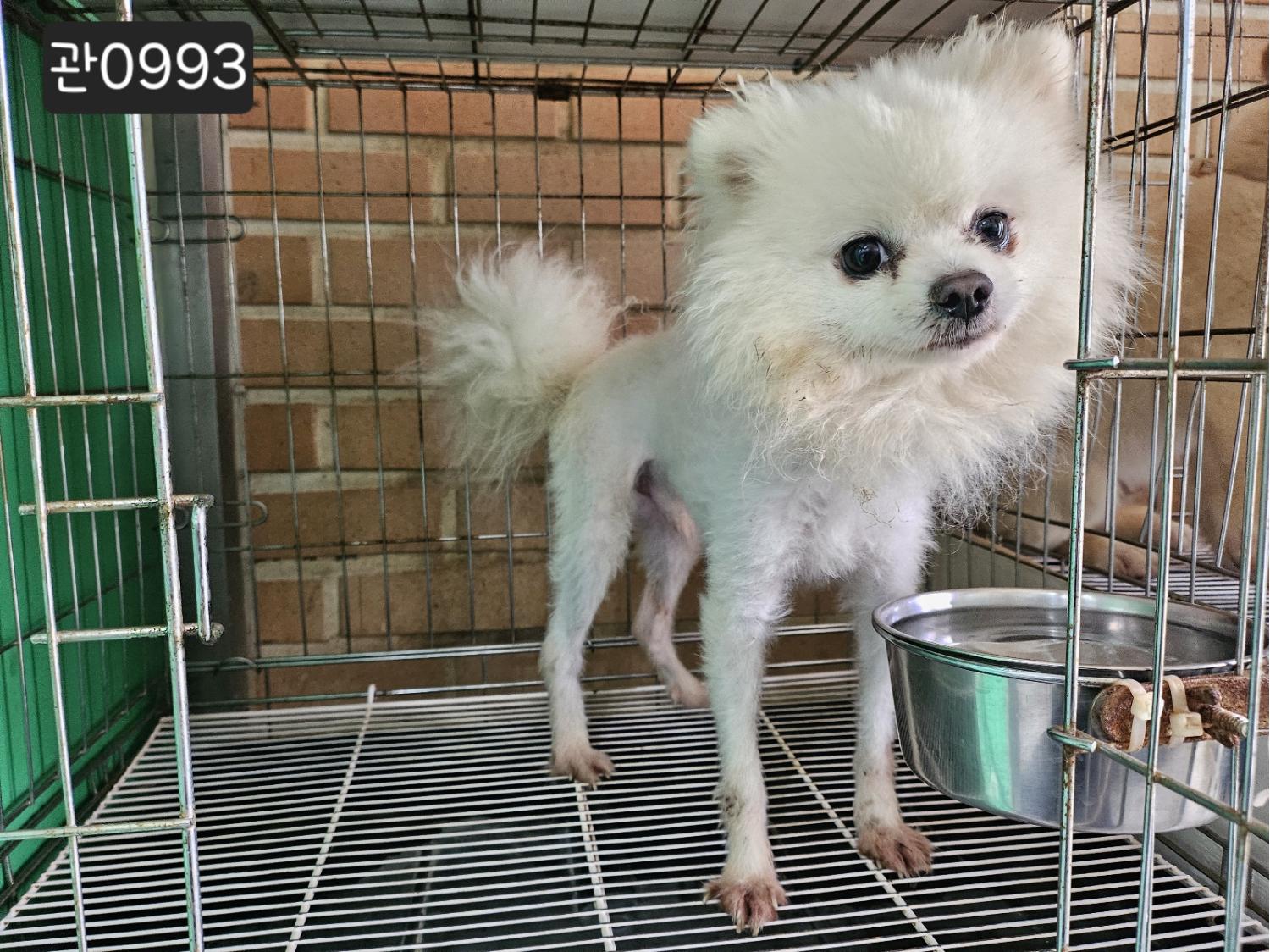 [개] 포메라니안 경기-고양-2024-00412 유기동물 배경 이미지 입니다.