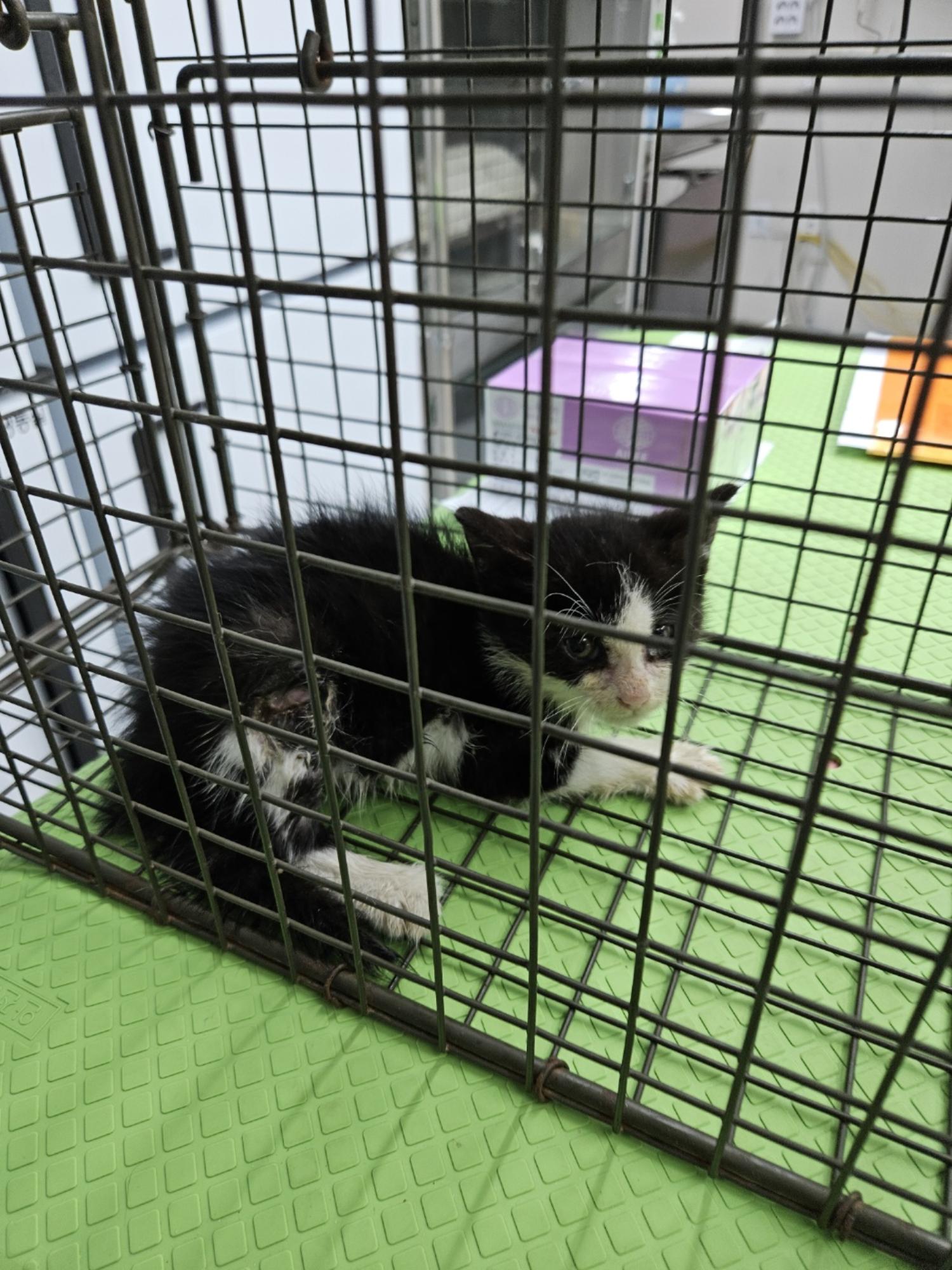 신공항동물병원_428349202400539