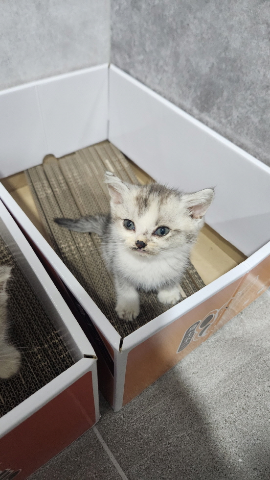 익산유기동물보호소_445468202401784