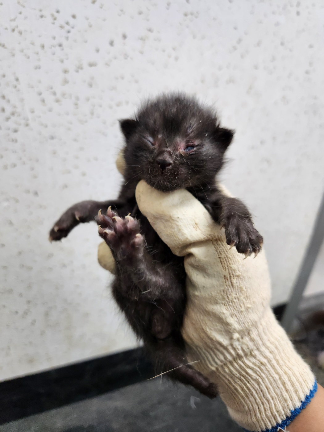 강릉시 동물사랑센터_442420202400348