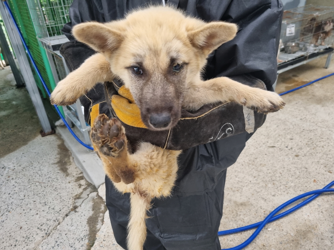 양산시 동물보호센터_448538202400426