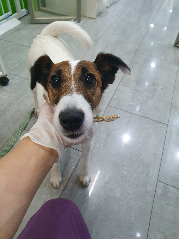 펫앤쉘터동물병원_441378202400783