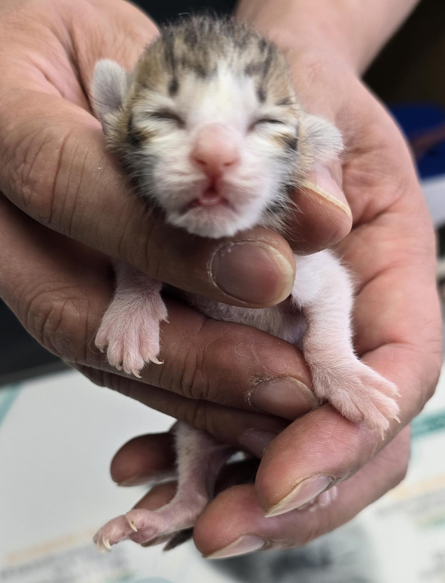 보호중 한국 고양이…
