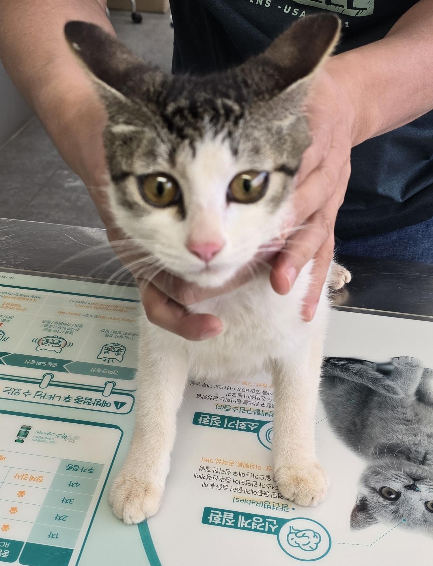보호중 한국 고양이…