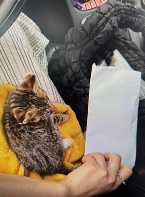 대전동물보호센터_430367202400439
