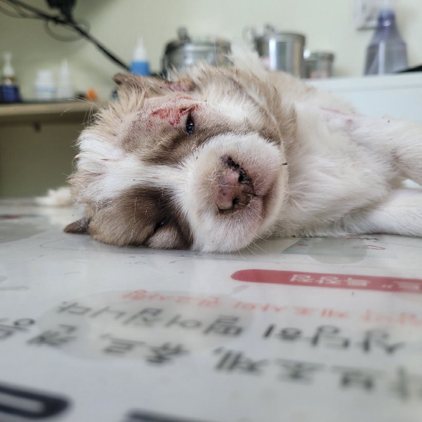 박영재동물병원_445464202402045