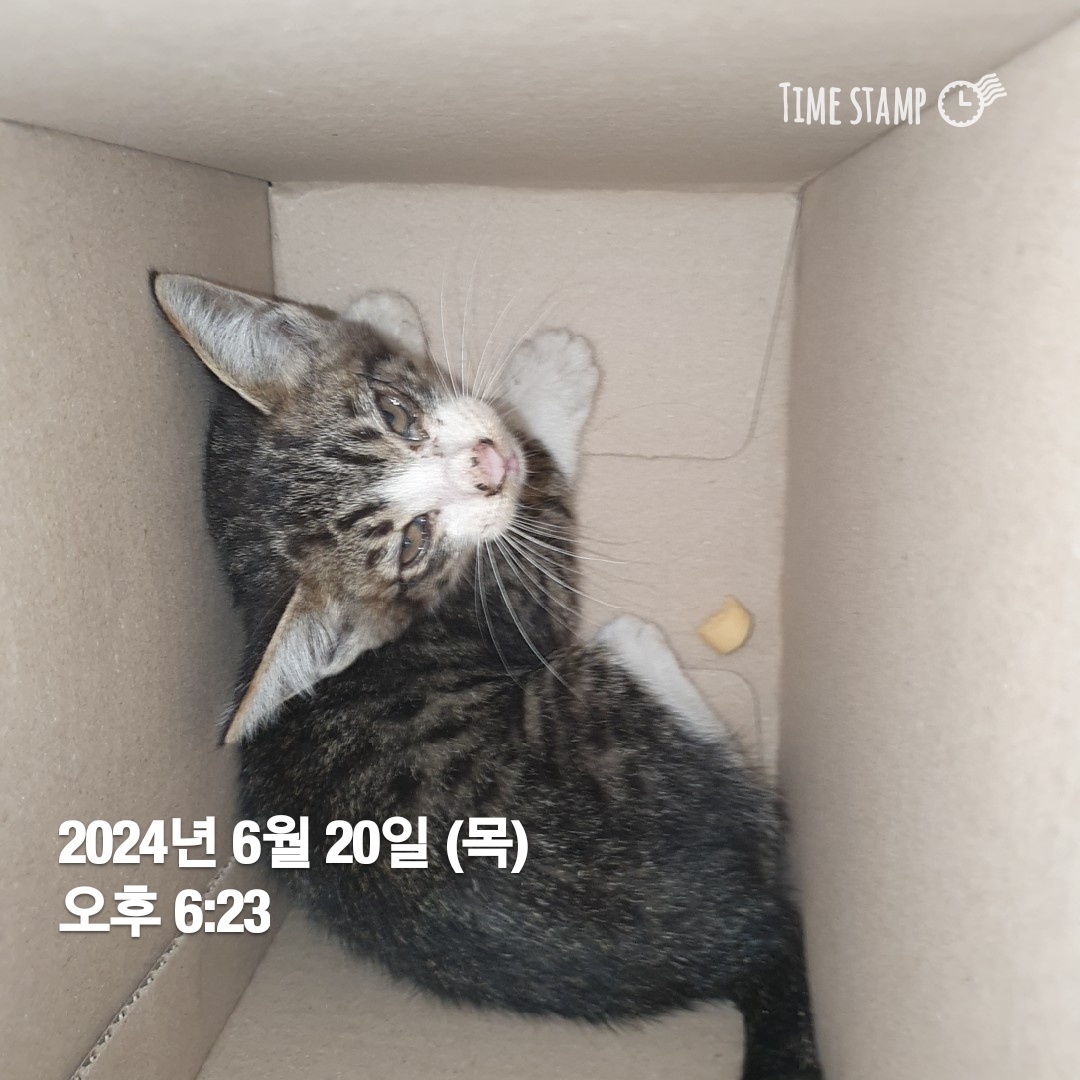 보호중 한국 고양이…