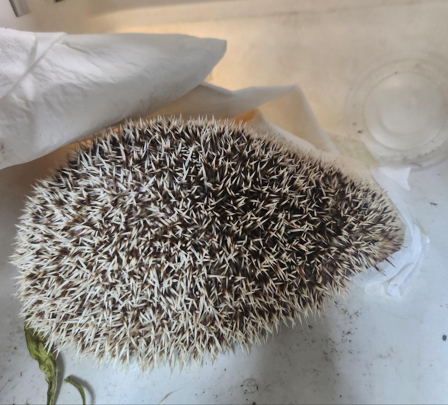 울산유기동물보호센터_431372202400314
