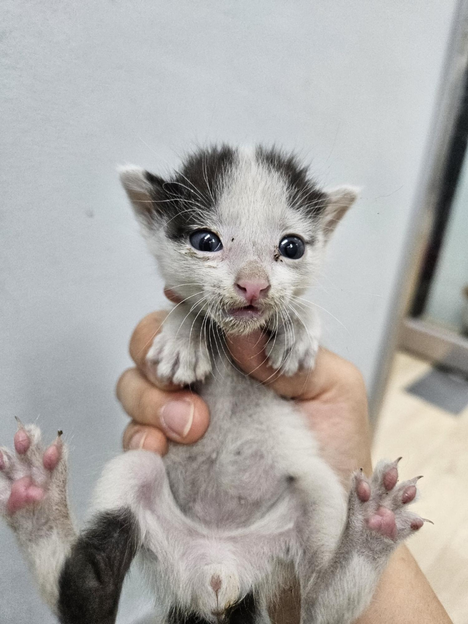 아산동물복지지원센터_444452202401726