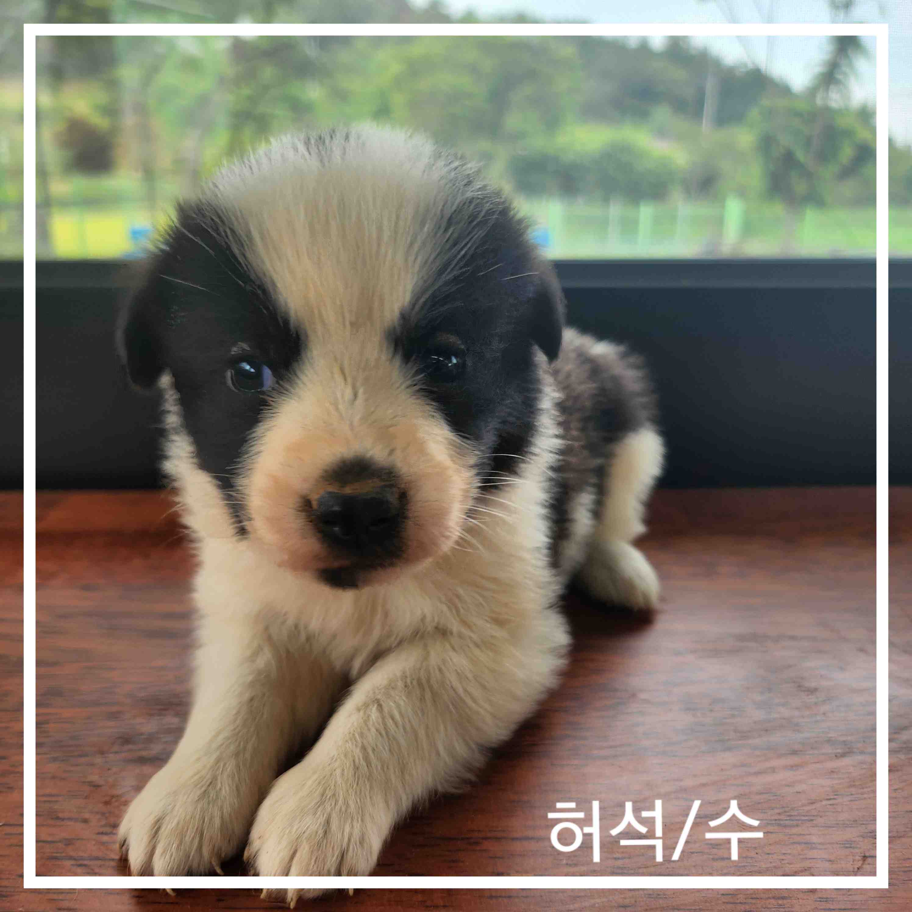 군산유기동물보호센터_445467202401186