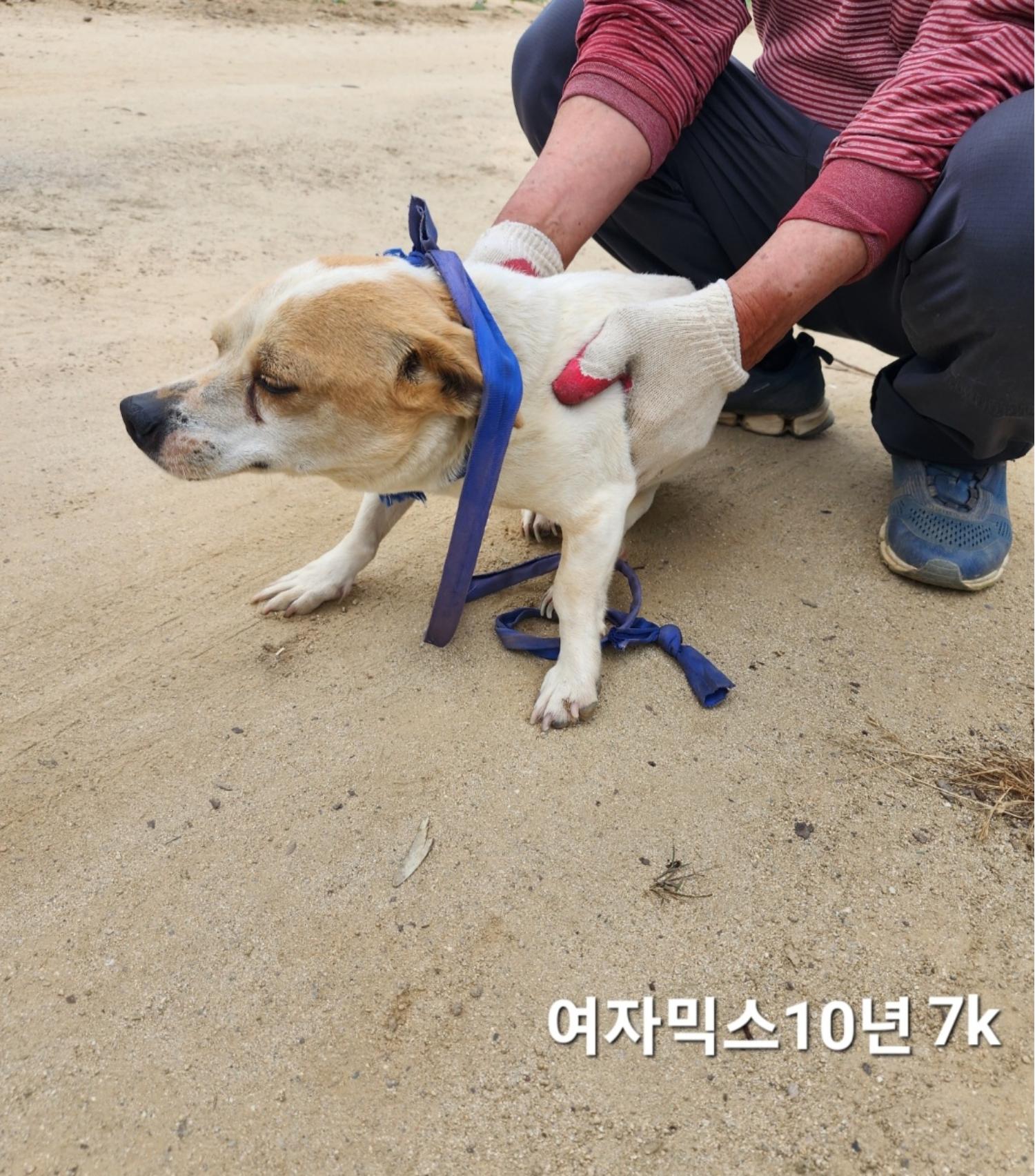 종료(자연사) 믹스…