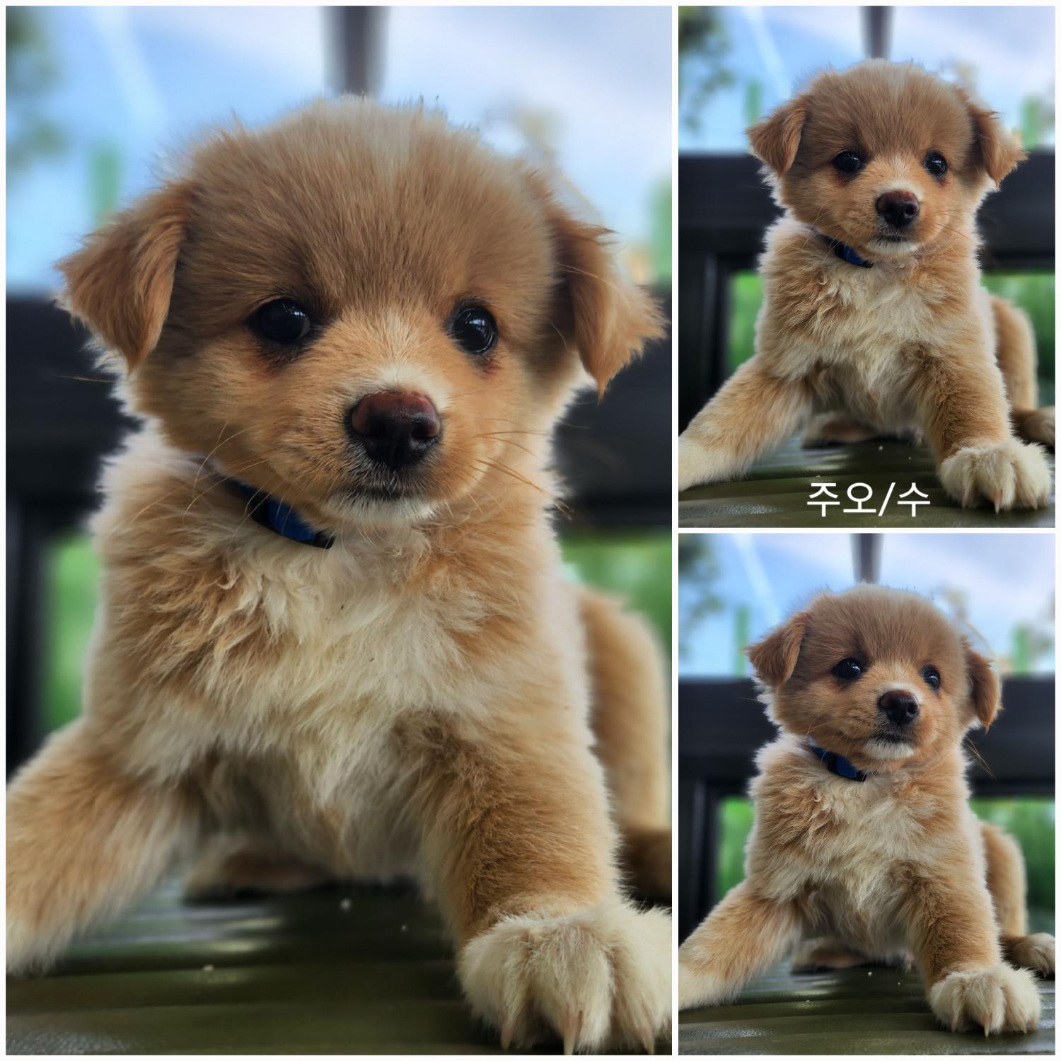 군산유기동물보호센터_445467202401189
