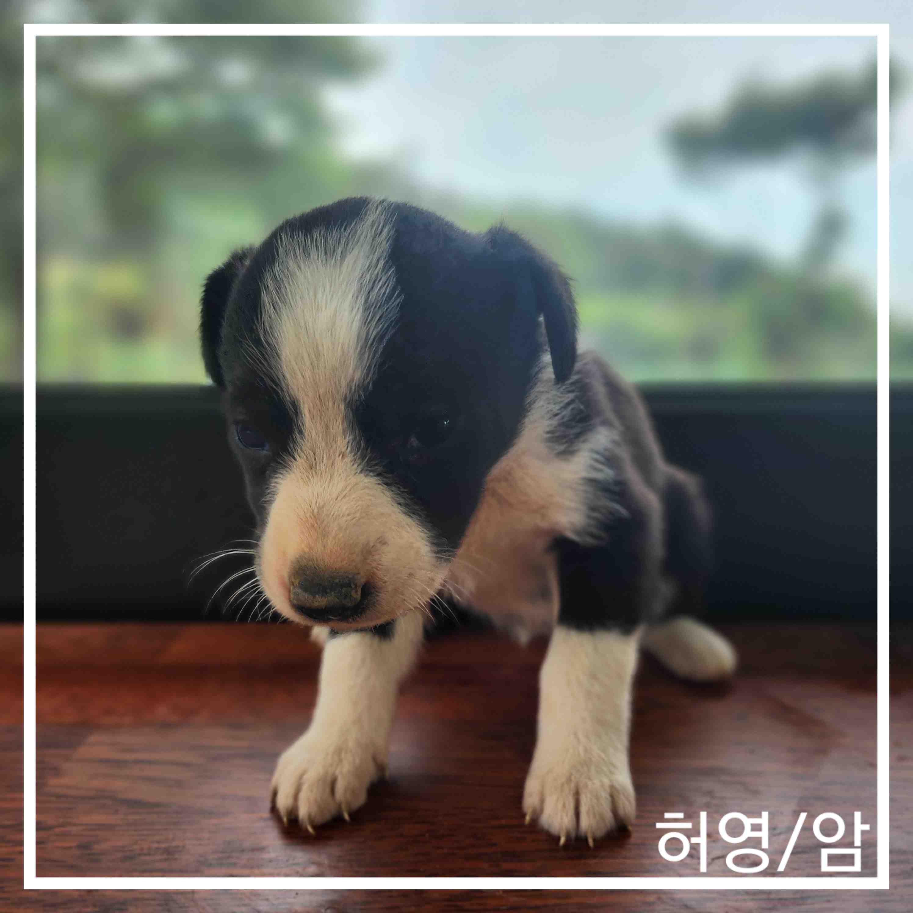 군산유기동물보호센터_445467202401185