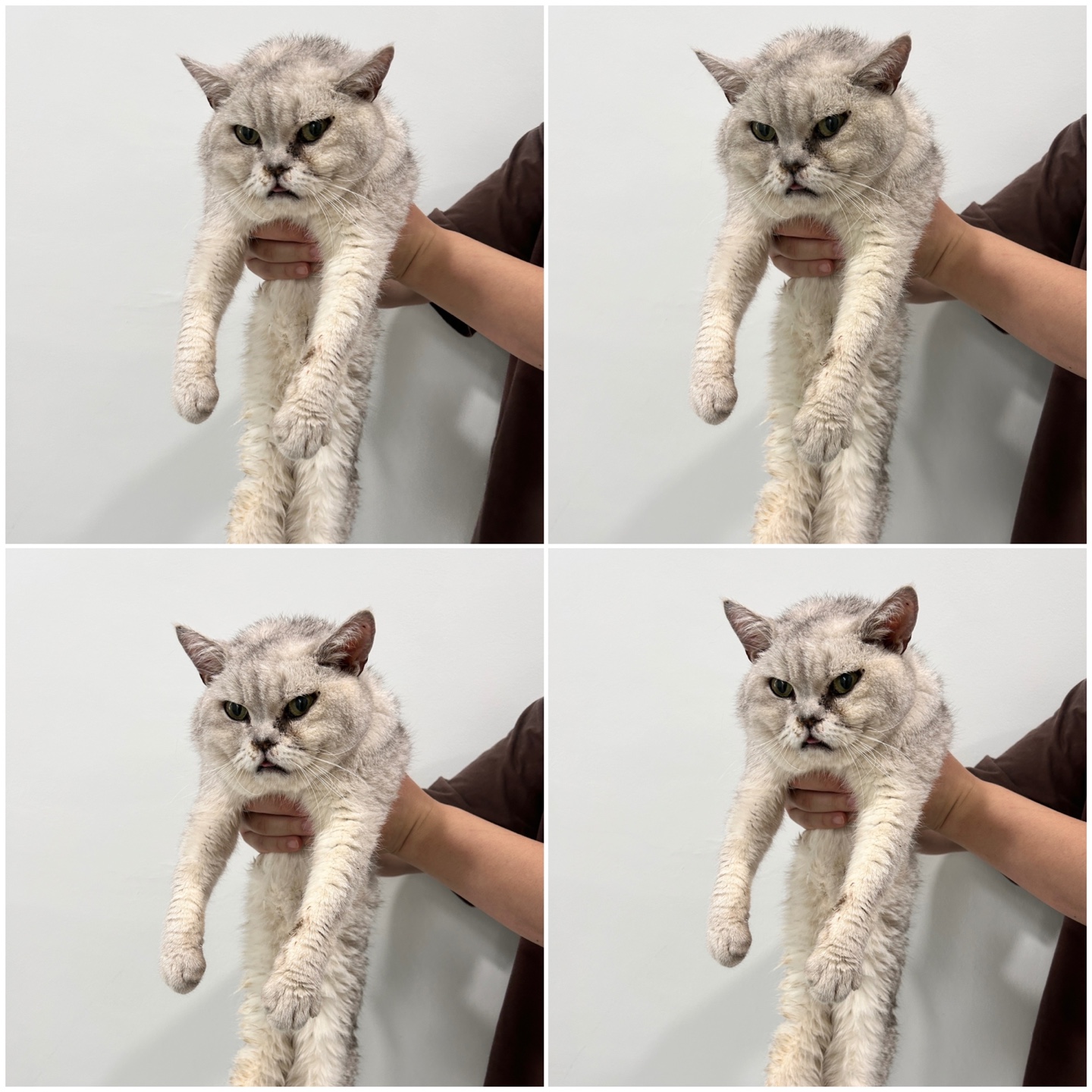 천안시 동물보호센터_444449202401374