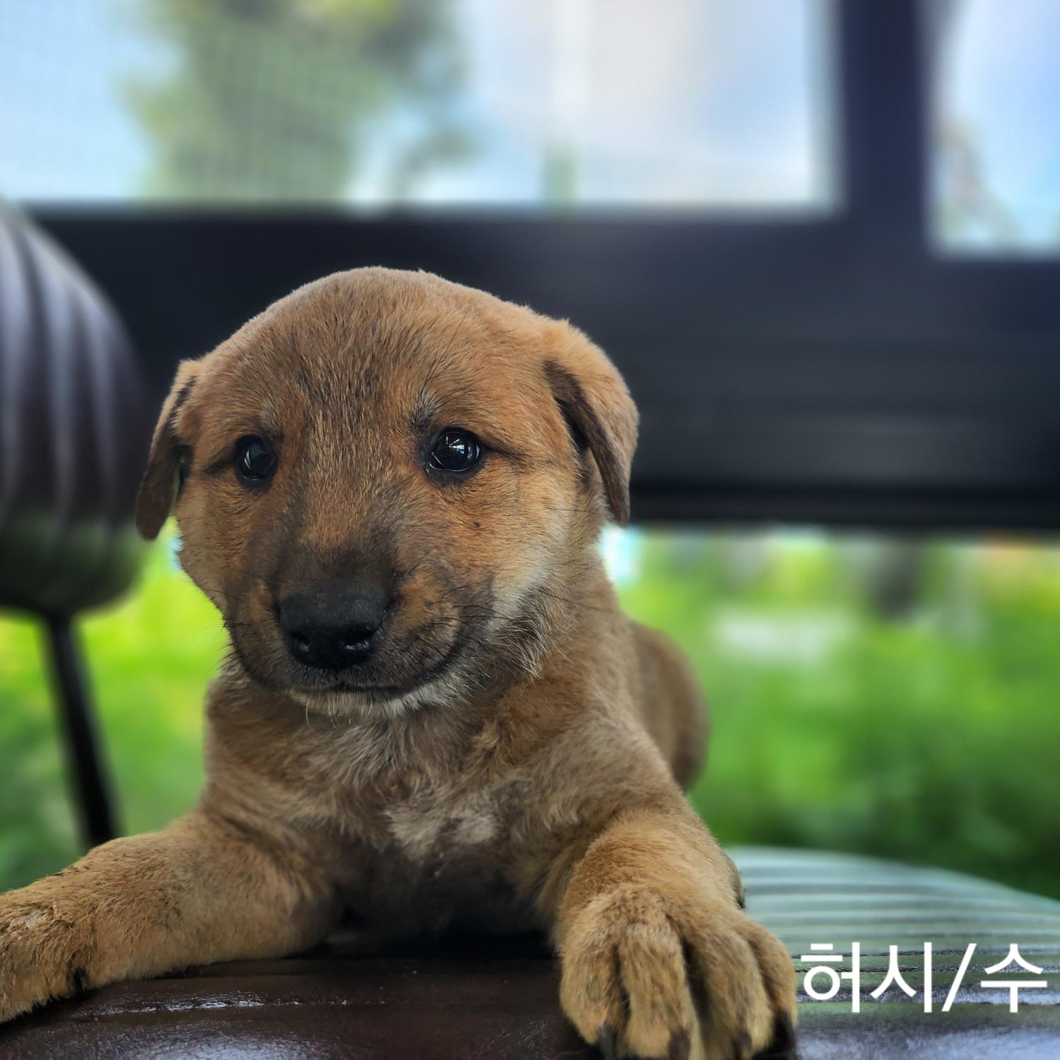 군산유기동물보호센터_445467202401192