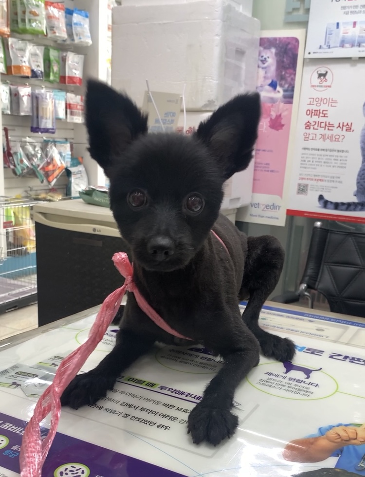 늘푸른동물병원_428354202400688
