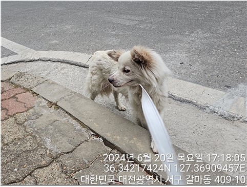 보호중 믹스견의 가…