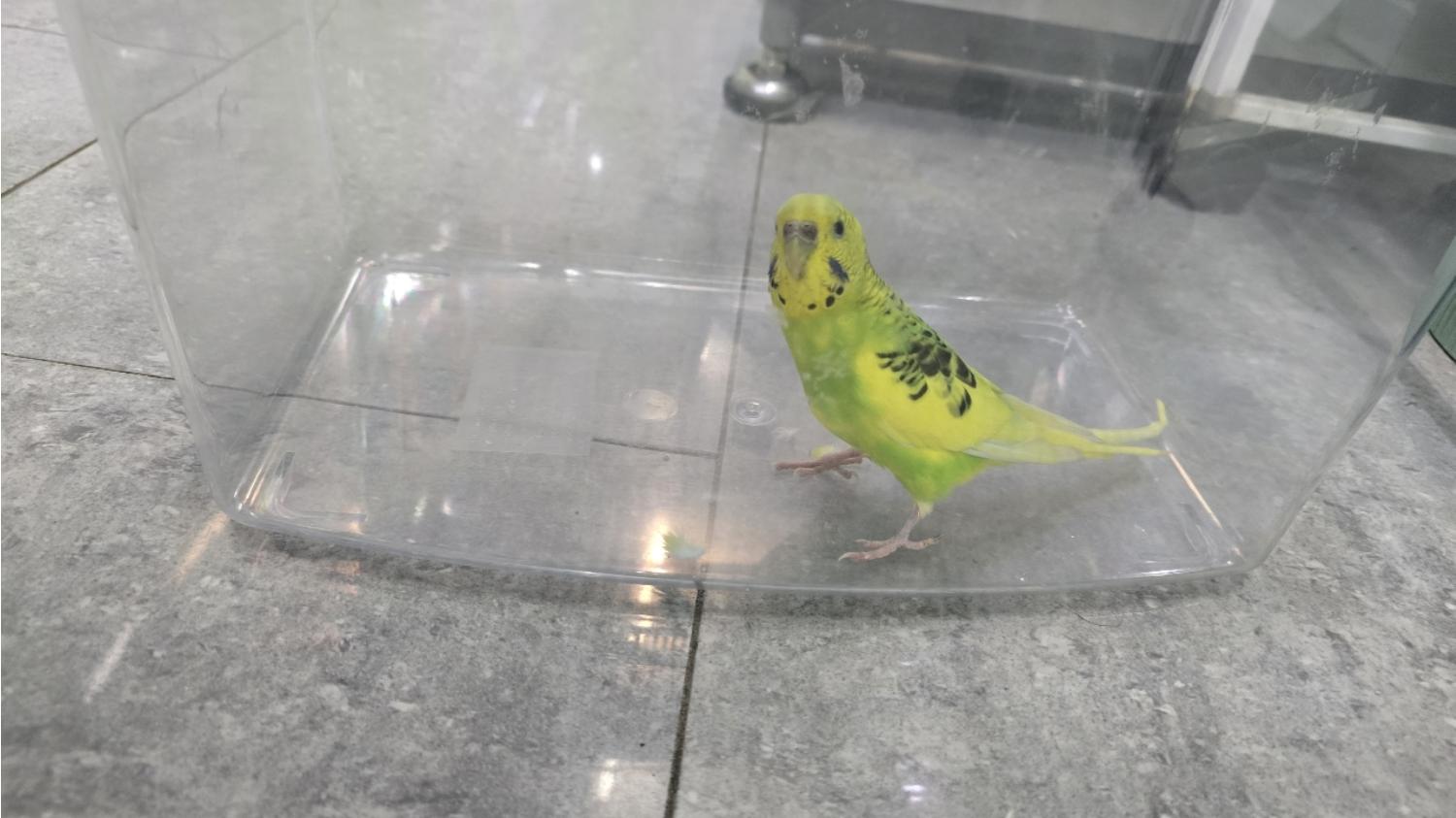 보호중 앵무새의 가…