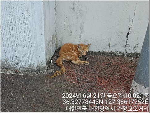 대전동물보호센터_430366202400297