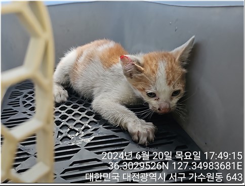 대전동물보호센터_430366202400296