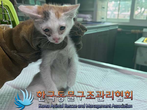 종료(자연사) 한국…