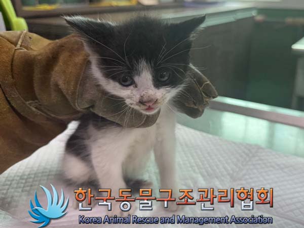 한국동물구조관리협회_411323202400699