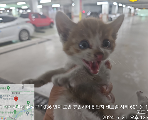 대전동물보호센터_430367202400441