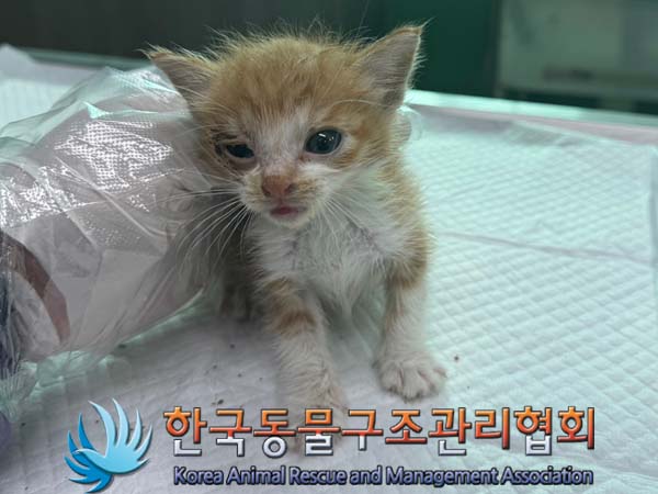 종료(입양) 한국 …