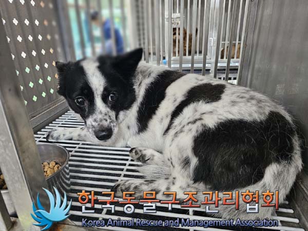 한국동물구조관리협회_411318202400244