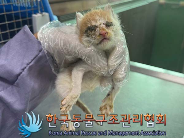 한국동물구조관리협회_411307202400316