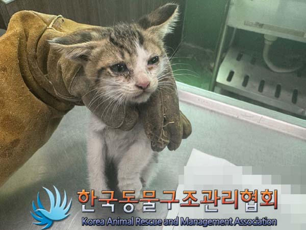 한국동물구조관리협회_441406202401097