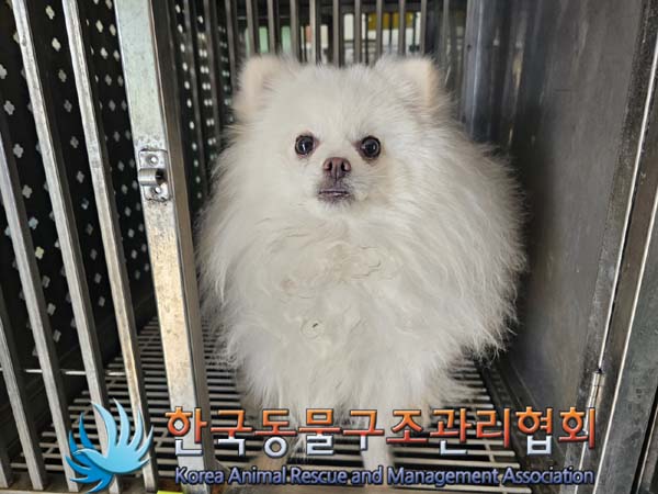 종료(자연사) 포메…