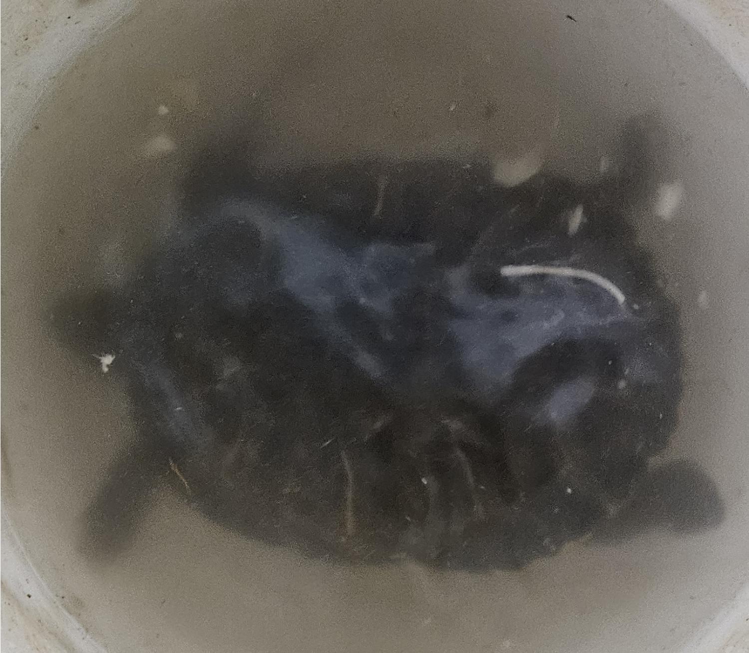 대구유기동물보호협회_427345202400346